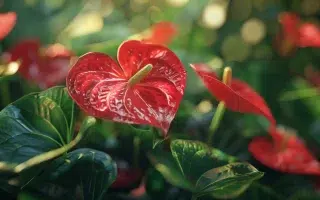 anthurium